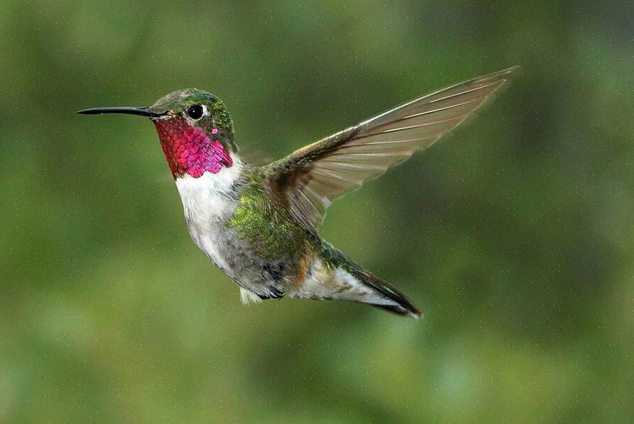 Le banconote del colibrì sono sottili come un ago per sondare in profondità i fiori per sorseggiare