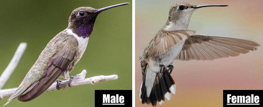 Esistono tre modi di base per identificare gli uccelli