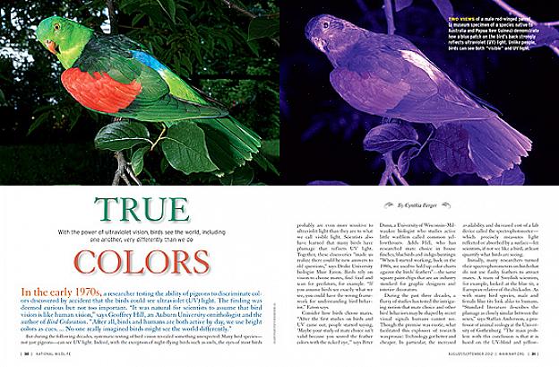 Capire come gli uccelli vedono il colore può aiutare gli uccellini a trarre vantaggio da questo senso