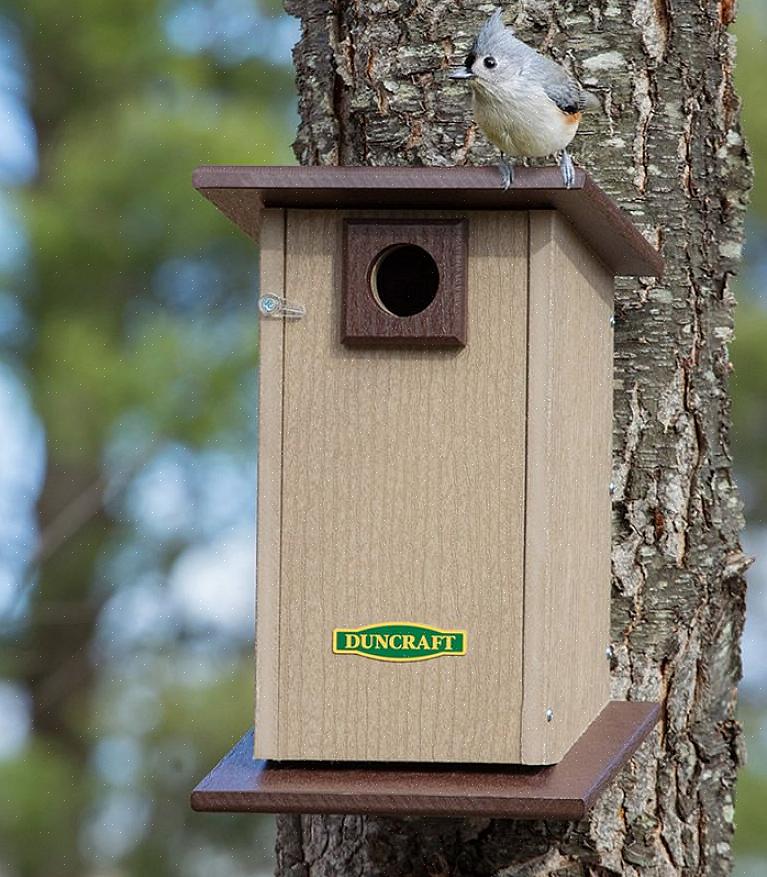 Fornire un riparo naturale nel cortile è un modo ideale per attirare gli uccelli in un ambiente sicuro