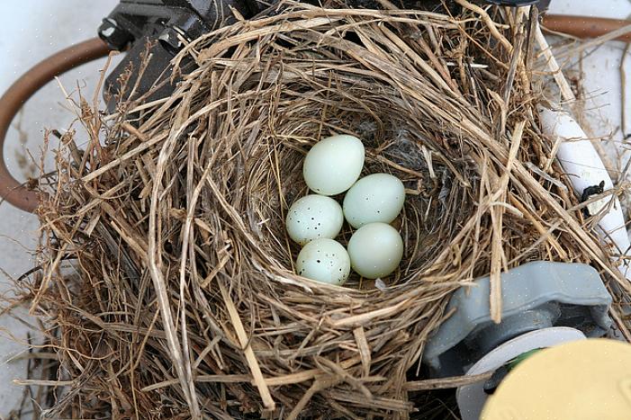 Il modo più semplice per identificare il nido di un uccello è identificare gli uccelli che lo costruiscono