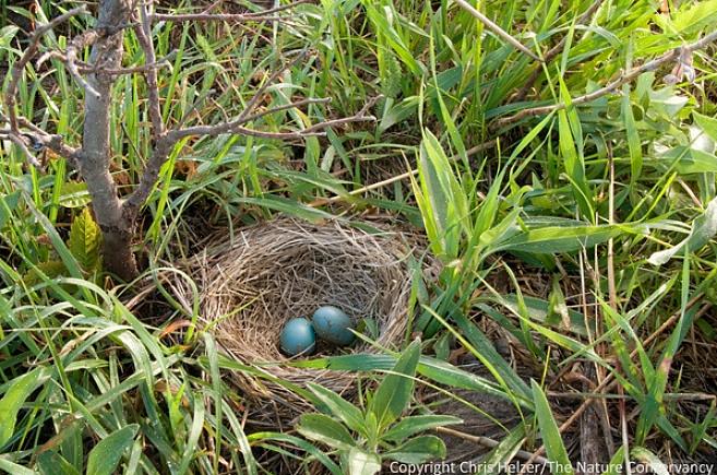 I nidi pendenti sono sacchi intrecciati in modo elaborato che pendono dai rami