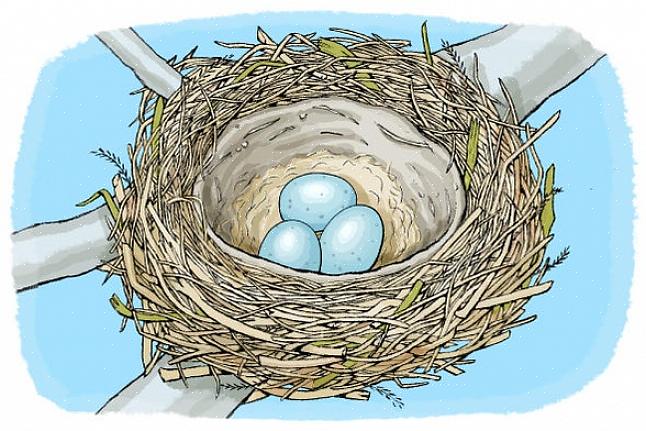 Perché gli uccelli costruiscono nidi