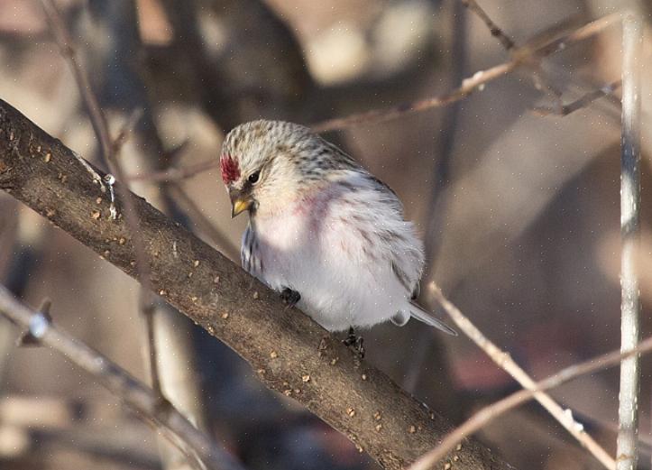 Sapere quali uccelli mangiano Nyjer può aiutare gli appassionati di birdwatching a scegliere i migliori