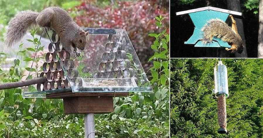 Scendono a compromessi creando una stazione di alimentazione per scoiattoli lontana dalle mangiatoie