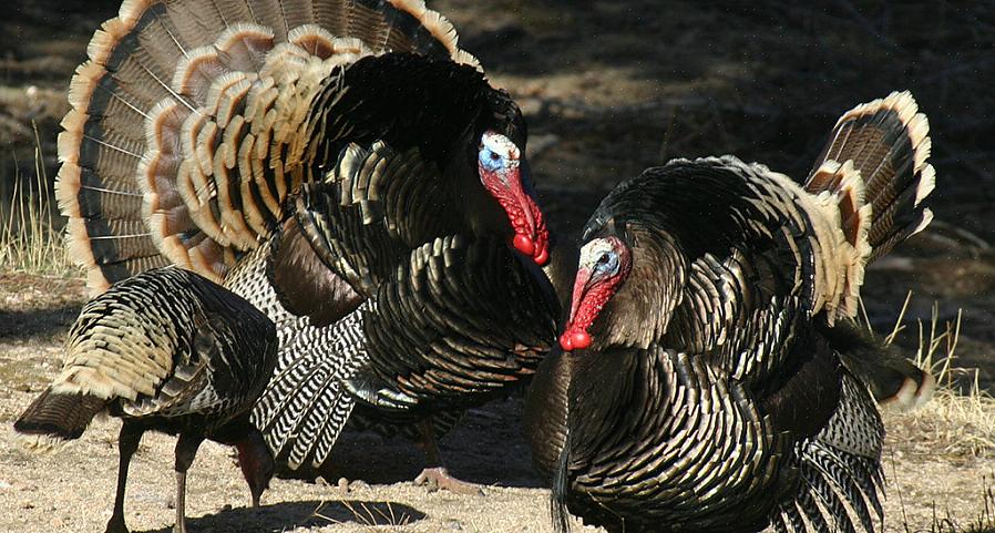 È stata fondata la National Wild Turkey Federation (NWTF) con una missione che includeva la conservazione