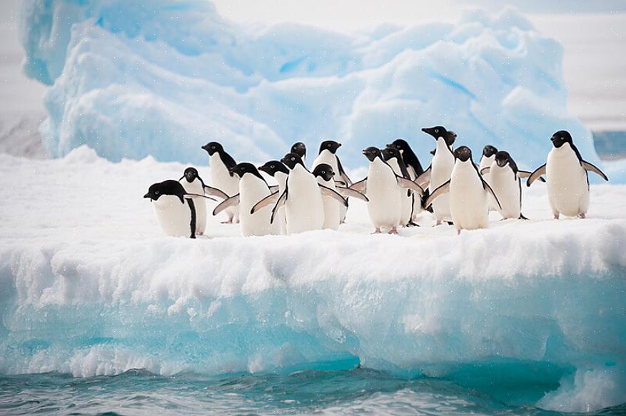 I pinguini selvatici possono essere trovati in quattro diversi continenti se gli appassionati