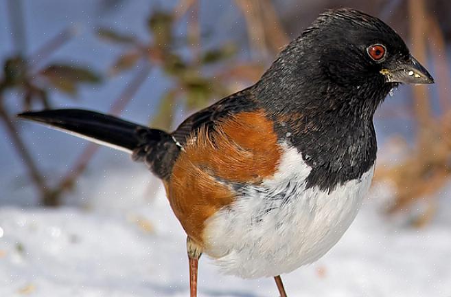 Mentre i towhees maculati hanno più macchie bianche sul mantello