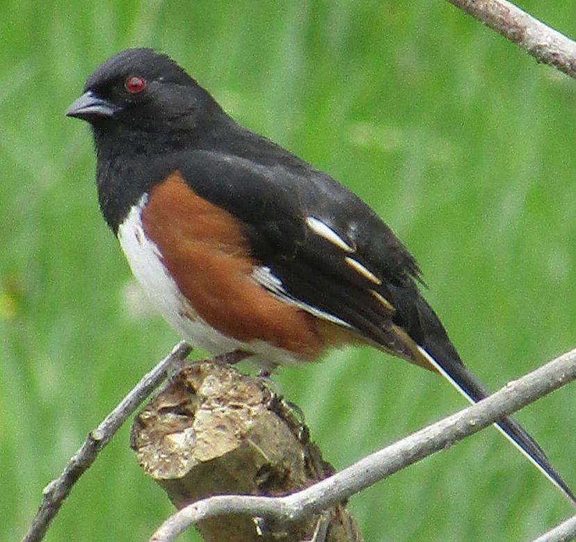 I towhee orientali sono uccelli onnivori che sfruttano un'ampia gamma di fonti di cibo