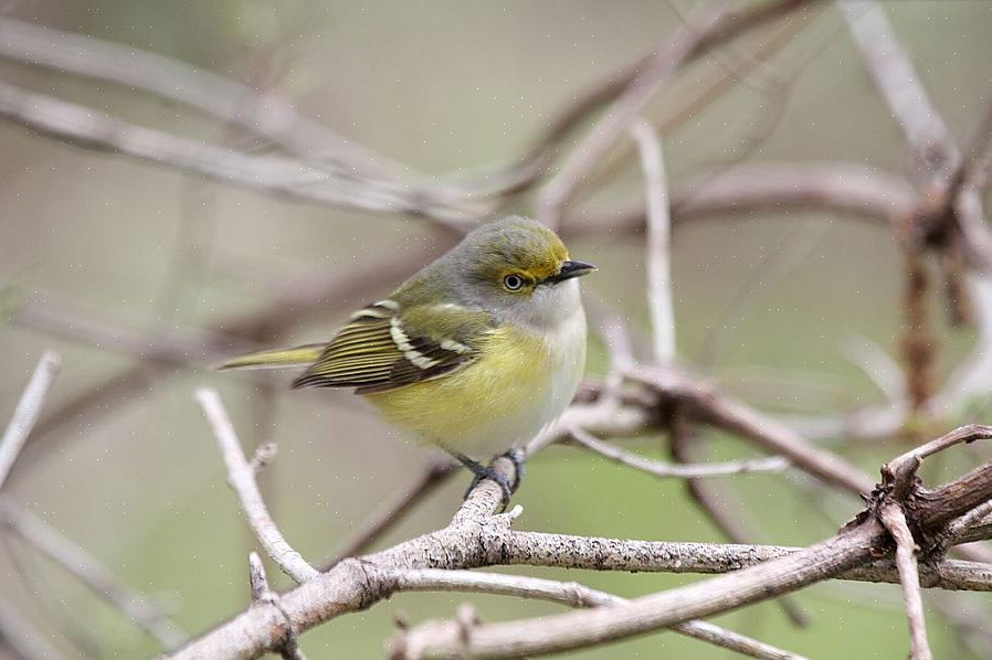 Lo studio di questa scheda informativa è il primo passo per diventare più a suo agio con il vireo