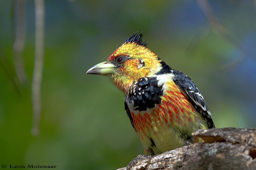 I barbet crestati sono uccelli molto vocali con una canzone acuta