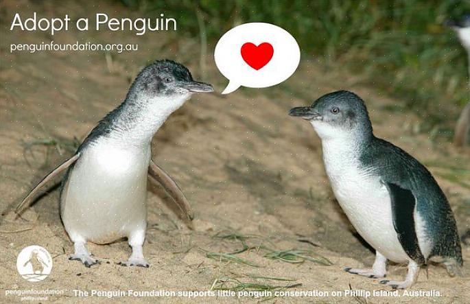 Adotta un pinguino africano adulto o pulcino