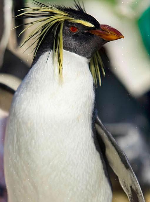 Adotta un piccolo pinguino