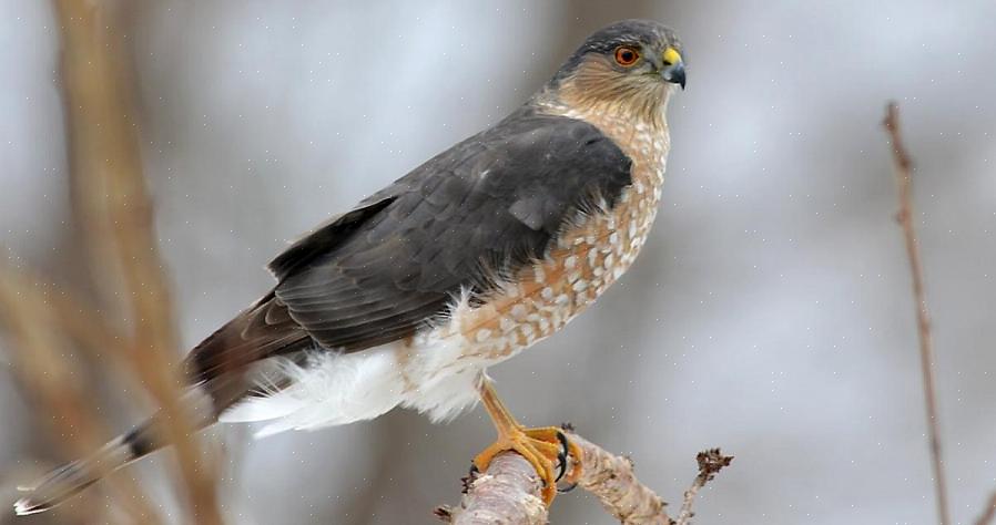 Può essere difficile da distinguere da una grande femmina di falco dalla gamba affilata solo per la taglia