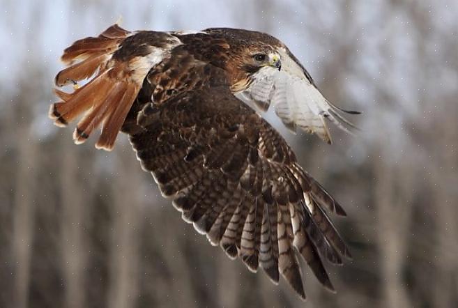 Questa scheda informativa può aiutare gli appassionati di birdwatching a sentirsi più sicuri del falco