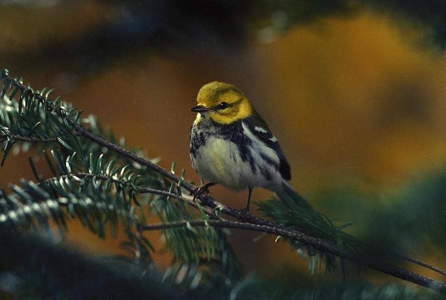 Gli uccellini da cortile possono attirare con successo i warblers