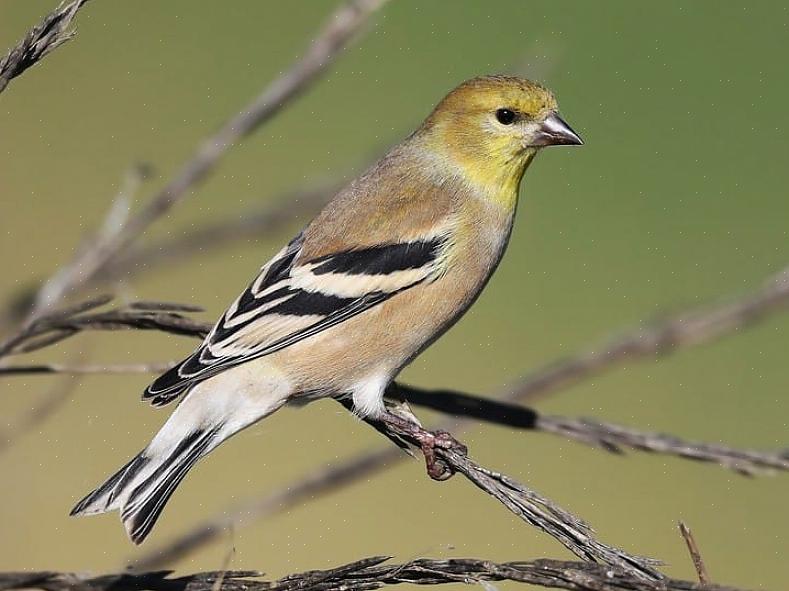 Identificazione del lucherino di pino