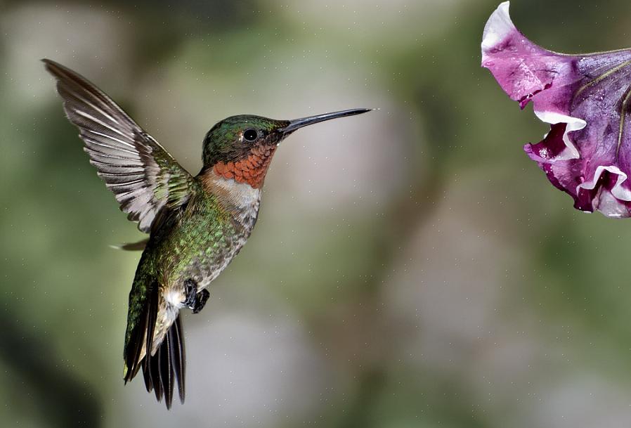 Il colibrì maschio dalla gola rubino ha una gola rosso vivo