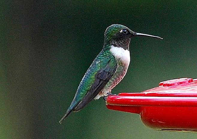 I fianchi dei giovani colibrì maschi dalla gola rubino sono di colore grigio-verde