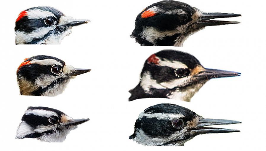 Gli appassionati di birdwatching possono facilmente imparare a identificare i picchi in base ai segni