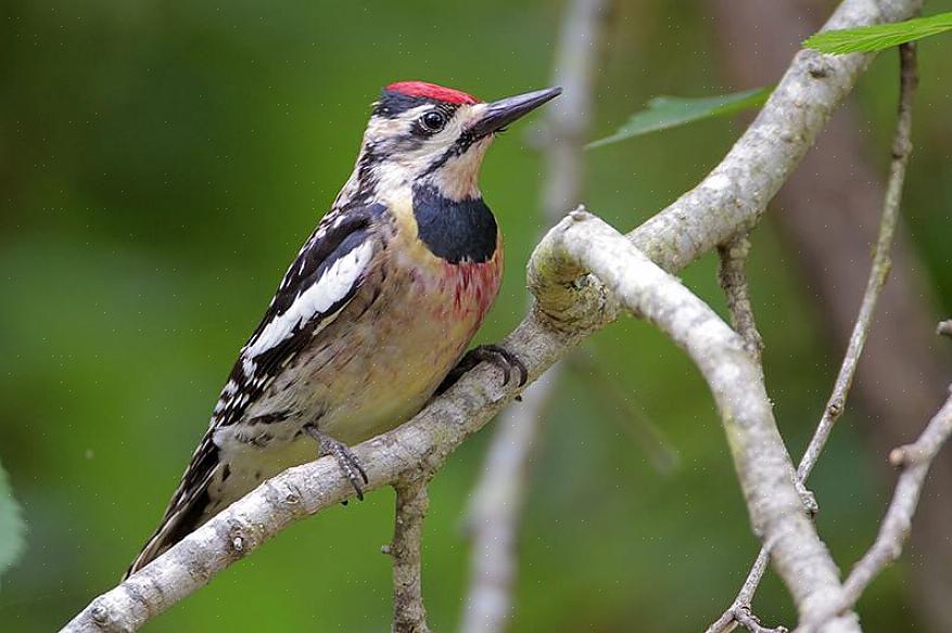 La famiglia di uccelli Picidae comprende più di 250 specie di picchi