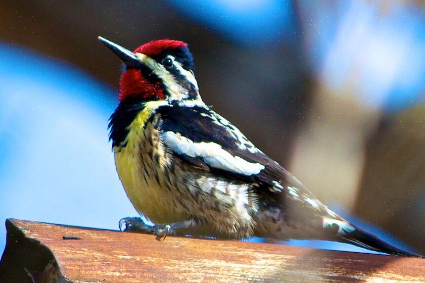 Sapsucker dal ventre giallo