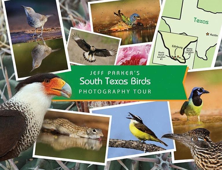 Ciò rende molti uccelli del Texas meridionale specie target popolari per gli appassionati di birdwatching