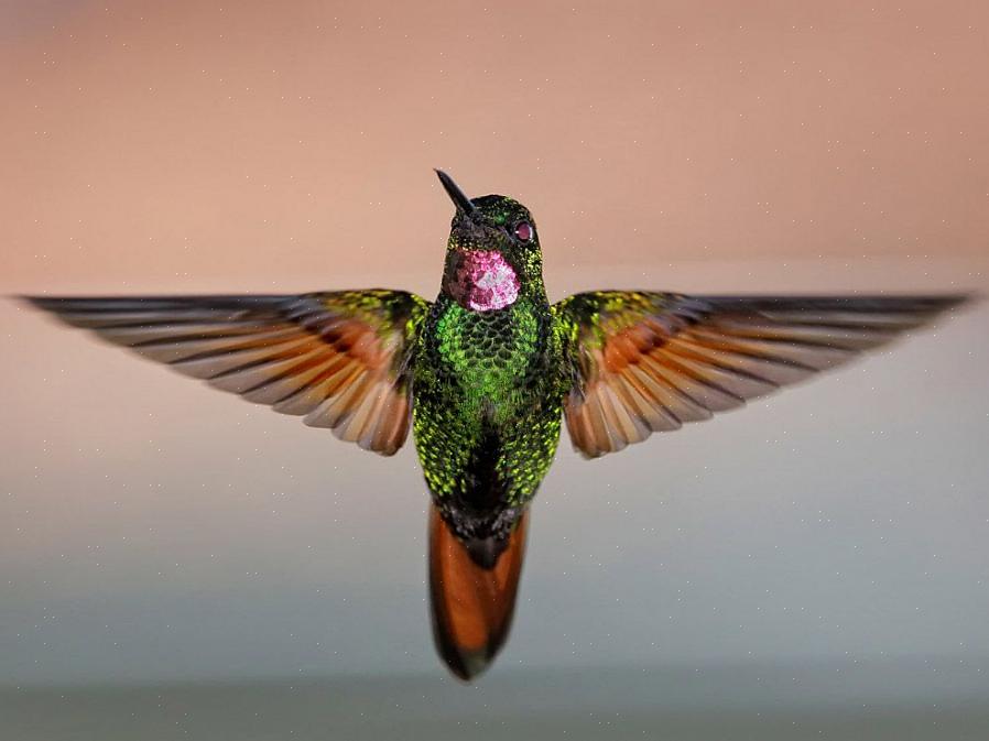I colibrì sono aggiunte attraenti
