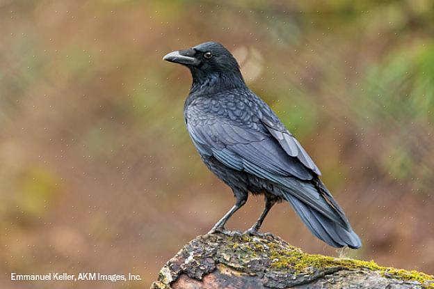Il corvo europeo è uno degli uccelli più diffusi nel Nord Europa