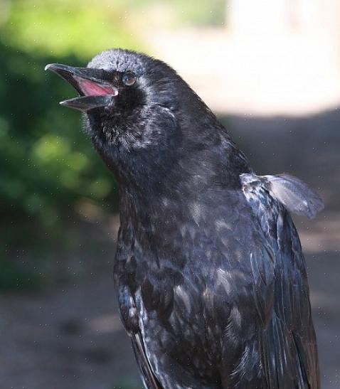 Il corvo dei pesci è un altro uccello che viene spesso confuso con i corvi europei