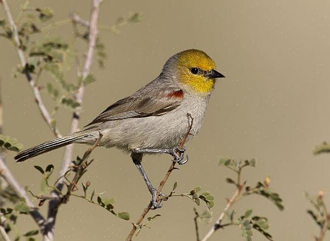 Habitat e distribuzione di Verdin