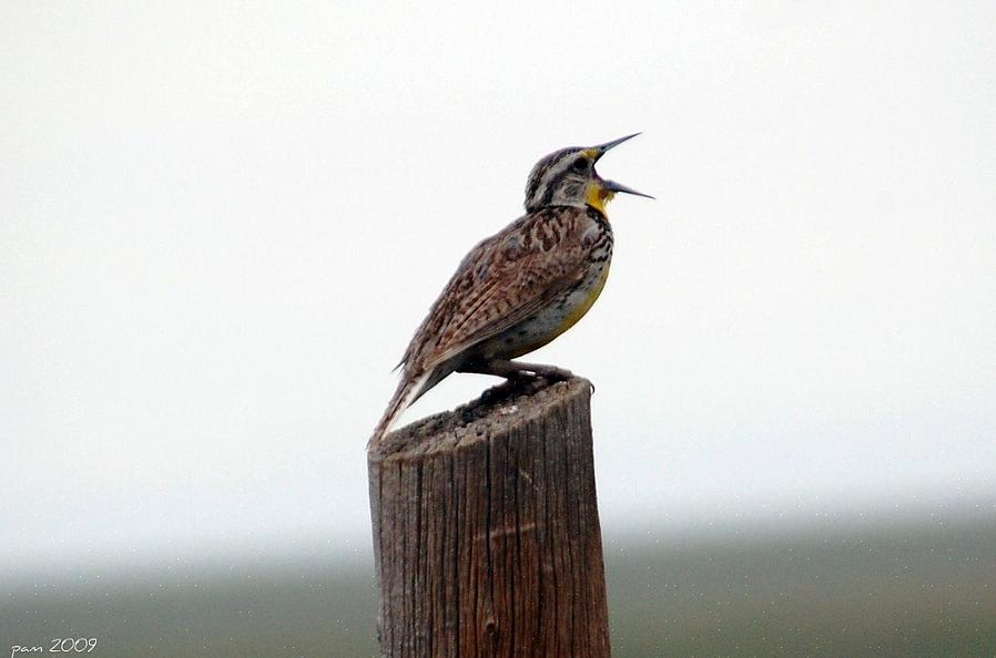 Gli uccelli imparano persino a imitare altre specie di uccelli o suoni diversi dagli uccelli