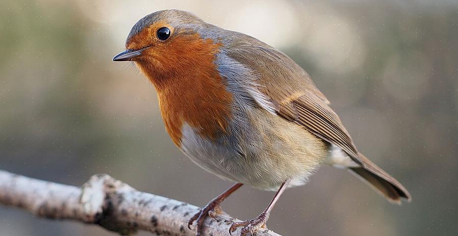 Mentre il pettirosso europeo può sembrare superficialmente simile al pettirosso europeo