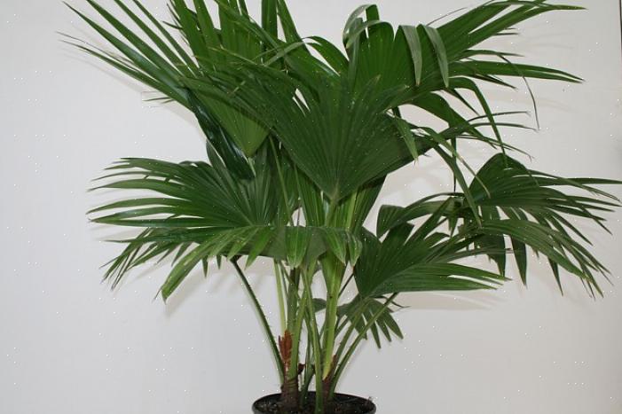 Le foglie della palma a ventaglio cinese crescono in ventagli circolari