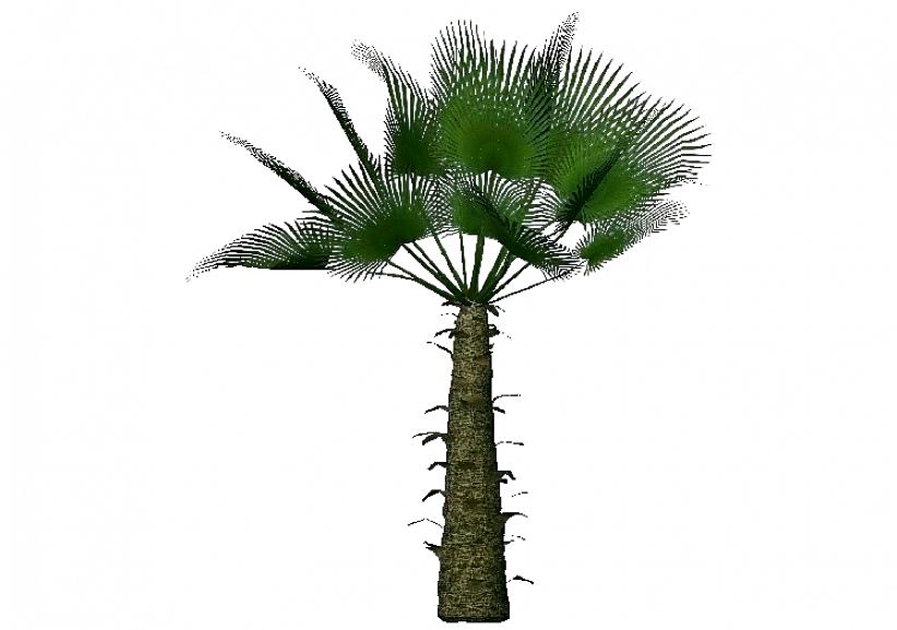 La palma del mulino a vento ha foglie a forma di ventaglio lunghe 3 metri che danno il nome all'albero