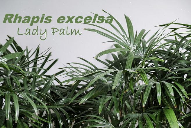 Questa popolare palma Rhapis cresce fino a circa 6 metri di altezza