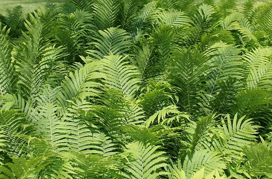 Le felci di Staghorn (del genere Platycerium) assomigliano molto a corna di cervo o di alce