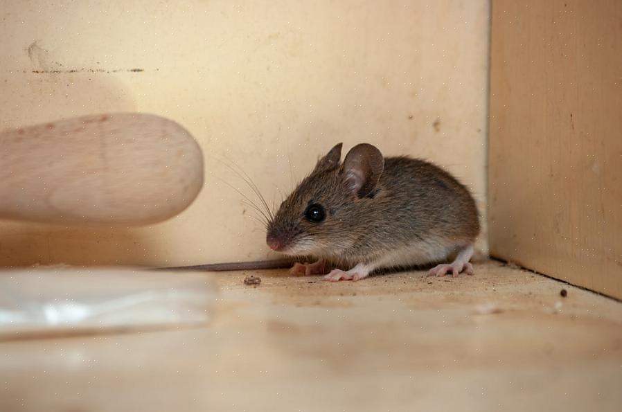 Disordine che può anche fornire ai topi nascondigli