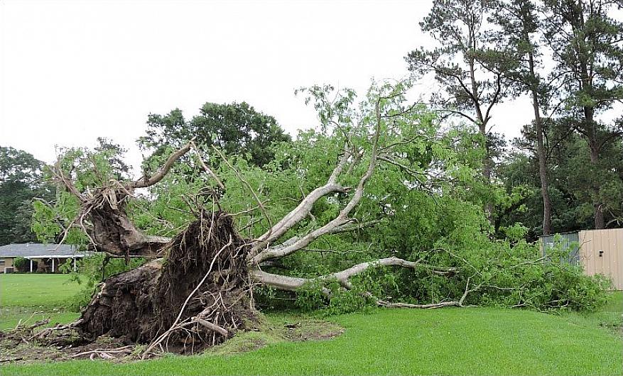 "Buck up" può riferirsi al taglio di un albero abbattuto