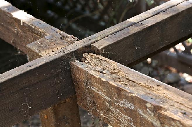 Poiché il fungo potenzialmente pericoloso spesso accompagna il marciume del legno
